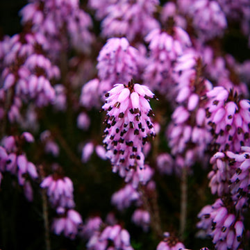 Calluna Vulgaris Extract
