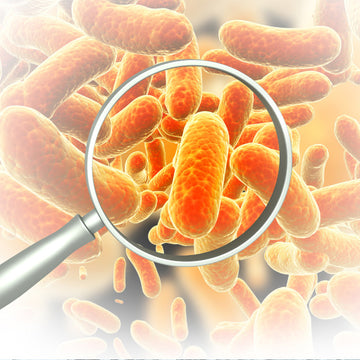 Lactobacillus Ferment