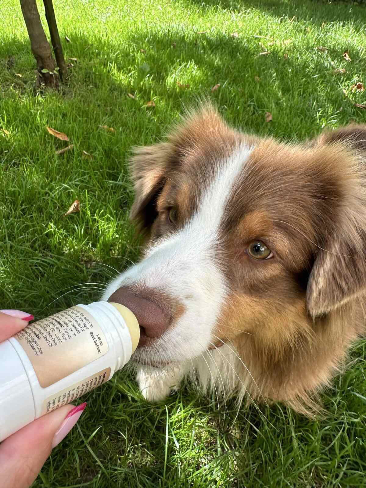 Paw & Nose Protect Balm