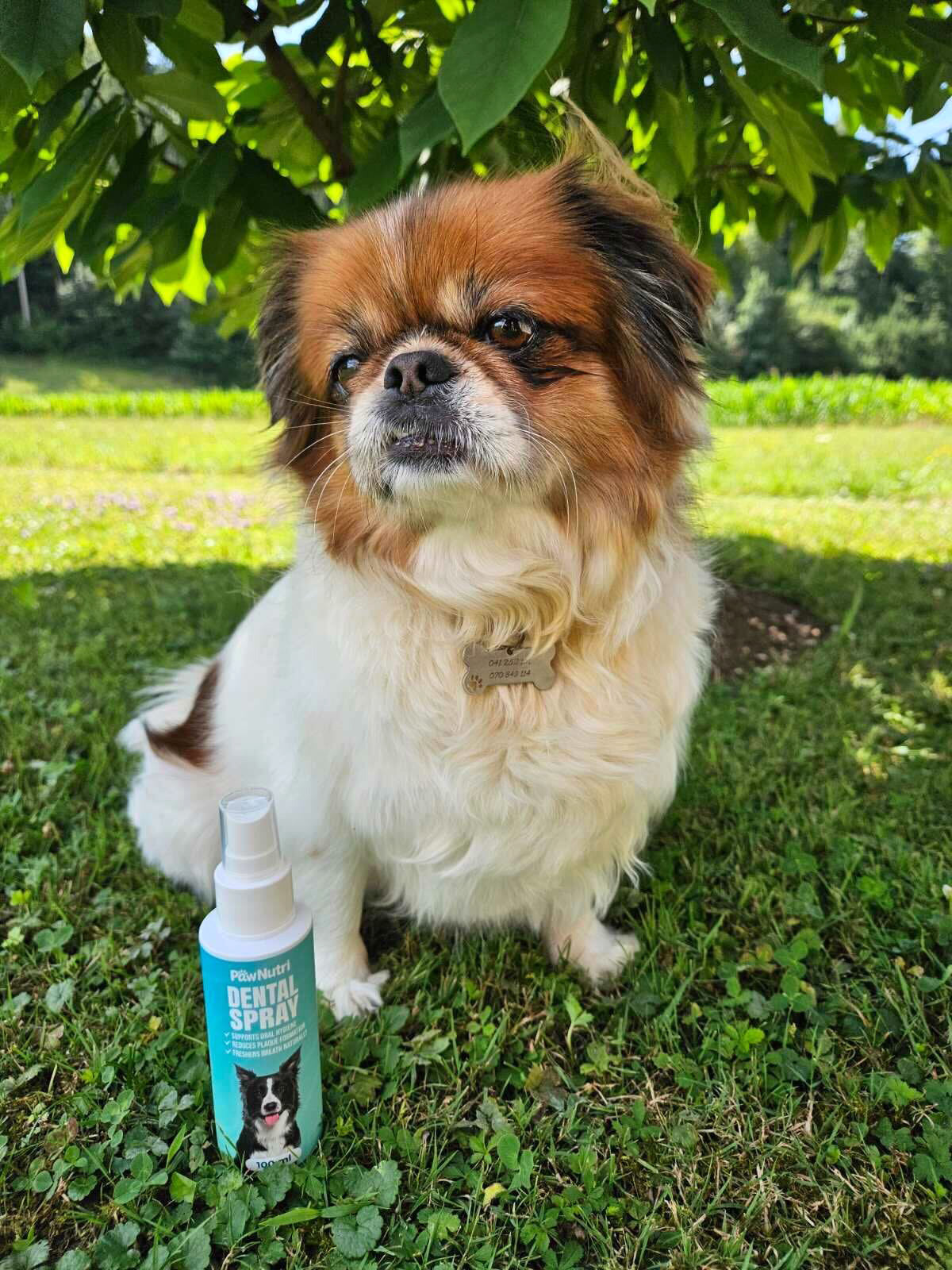 Dental Spray