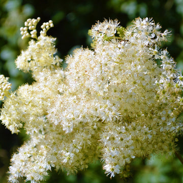 Filipendula Ulmaria Extract